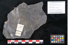 Foto (Objekt + Etikett) von Flabellaria sublongirhachis Ettingshausen (NHMW-GEO-2024-0188-10232)